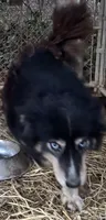 Raven, a female Siberian Husky for sale in Rogersville, TN – 1 of 2