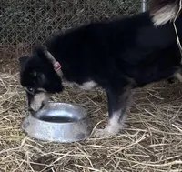 Raven, a female Siberian Husky for sale in Rogersville, TN – 2 of 2