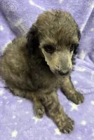Gary, a male Poodle - Standard  for sale in Rogersville, TN – 2 of 8