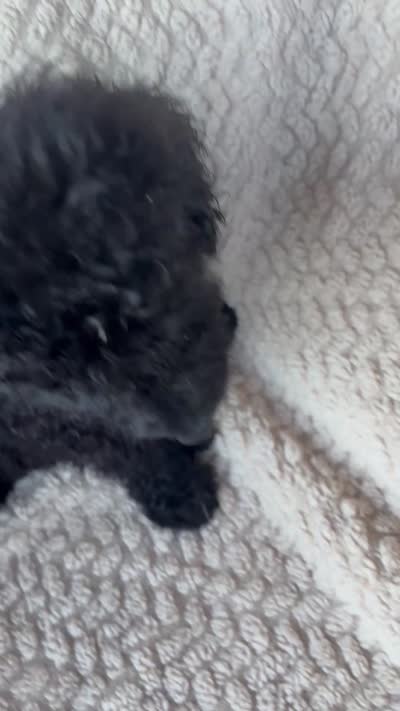 Midnight , a male Bernedoodle for sale in Rogersville, TN – 5 of 5