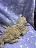 Jimmy, a male Poodle - Standard  for sale in Rogersville, TN – 10 of 10