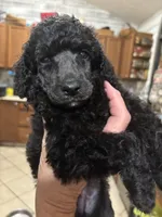 Gillian, a female Poodle - Standard  for sale in Rogersville, TN – 1 of 9