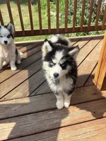 Harlequin, a female Pomsky for sale in Rogersville, TN – 2 of 3