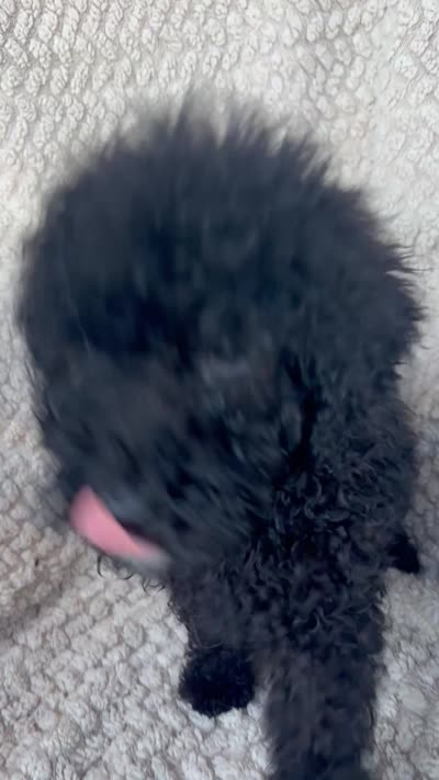 Shadow , a male Bernedoodle for sale in Rogersville, TN – 5 of 5