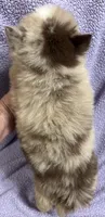 Cosmo, a male Pomsky for sale in Rogersville, TN – 4 of 8
