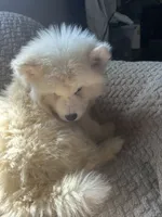 Aspen, a male Siberian Husky for sale in Rogersville, TN – 3 of 10