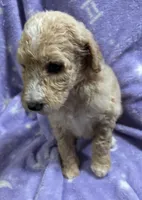 Sally, a female Poodle - Standard  for sale in Rogersville, TN – 4 of 10
