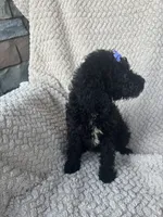 Millie, a female Bernedoodle for sale in Rogersville, TN – 3 of 5