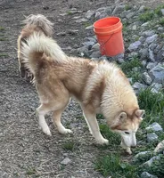 Kuma, a male Siberian Husky for sale in Rogersville, TN – 2 of 6