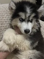 Denali, a male Siberian Husky for sale in Rogersville, TN – 4 of 10