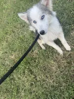 Nova , a male Miniature Australian Shepherd and Pomsky for sale in Rogersville, TN – 7 of 10