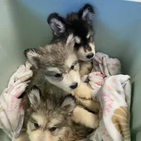 Nala, a female Alaskan Malamute for sale in Rogersville, TN – Photo 4 of 4