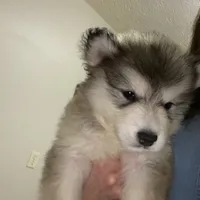 Nala, a female Alaskan Malamute for sale in Rogersville, TN – Photo 3 of 4