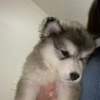 Nala, a female Alaskan Malamute for sale in Rogersville, TN – Photo 2 of 4