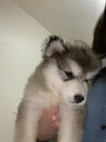 processed/9deb331a-b81b-450c-8b62-26c842ecec94/listing/26691a4d-25cf-4b00-a65b-13be0494149a/e4554446-9083-45c3-8449-29dc81c63251