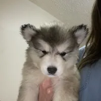 Nala, a female Alaskan Malamute for sale in Rogersville, TN – Photo 1 of 4