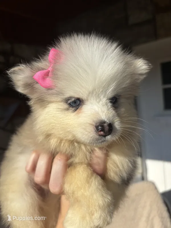 Ellee May – Pomsky puppy for sale in Rogersville, TN