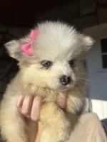 Ellee May, a female Pomsky for sale in Rogersville, TN – 1 of 8
