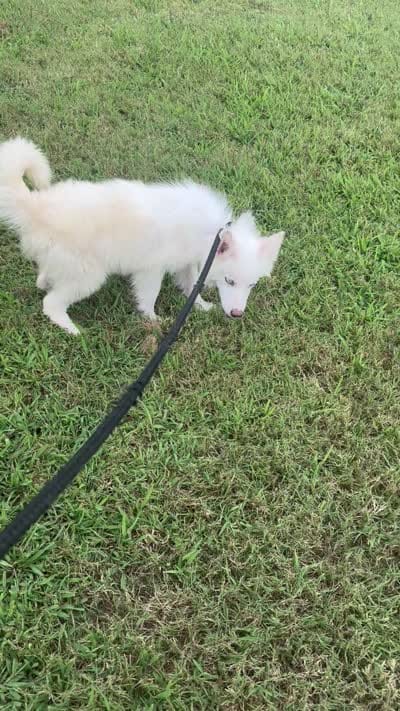 Ice, a male Pomsky for sale in Rogersville, TN – 7 of 7