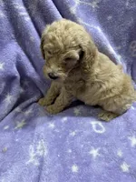 Jimmy, a male Poodle - Standard  for sale in Rogersville, TN – 7 of 10