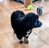 Bear, a male Miniature Australian Shepherd for sale in Rogersville, TN – 2 of 3