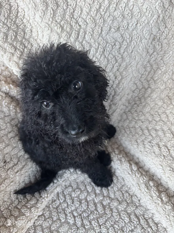 Midnight  – Bernedoodle puppy for sale in Rogersville, TN