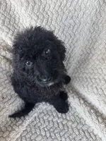 Midnight , a male Bernedoodle for sale in Rogersville, TN – 1 of 5