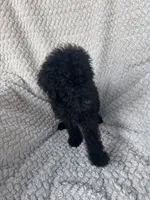 Shadow , a male Bernedoodle for sale in Rogersville, TN – 2 of 5