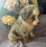 Cuervo, a female Miniature Australian Shepherd for sale in Rogersville, TN – 3 of 8