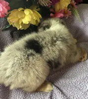 Cuervo, a female Miniature Australian Shepherd for sale in Rogersville, TN – 5 of 8