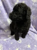 Gillian, a female Poodle - Standard  for sale in Rogersville, TN – 9 of 9