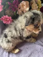 Patron, a male Miniature Australian Shepherd for sale in Rogersville, TN – 5 of 10