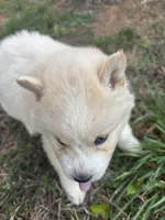 Biscuit, a male Siberian Husky for sale in Rogersville, TN – Photo 2 of 3