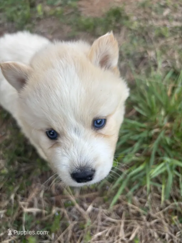 Biscuit – Siberian Husky puppy for sale in Rogersville, TN