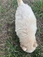 Biscuit, a male Siberian Husky for sale in Rogersville, TN – Photo 3 of 3