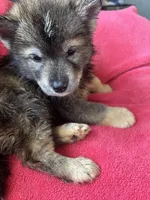 Monica, a female Siberian Husky for sale in Rogersville, TN – Photo 9 of 10