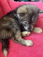 Monica, a female Siberian Husky for sale in Rogersville, TN – Photo 10 of 10