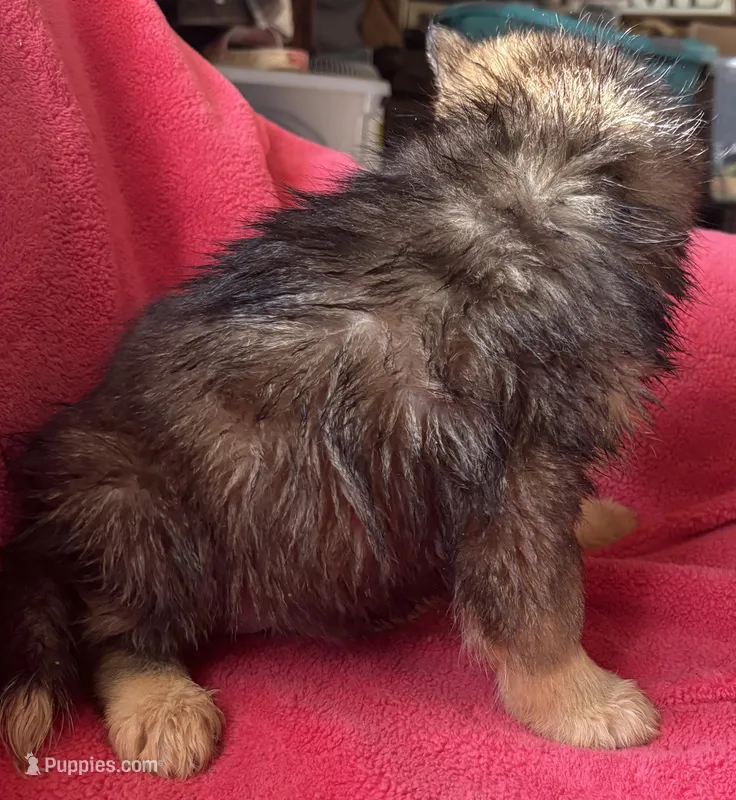 Monica – Siberian Husky puppy for sale in Rogersville, TN