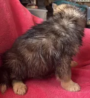 Monica, a female Siberian Husky for sale in Rogersville, TN – Photo 1 of 10