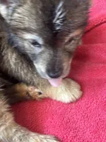 Monica, a female Siberian Husky for sale in Rogersville, TN – Photo 7 of 10