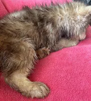 Monica, a female Siberian Husky for sale in Rogersville, TN – Photo 5 of 10