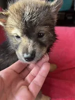 Monica, a female Siberian Husky for sale in Rogersville, TN – Photo 8 of 10