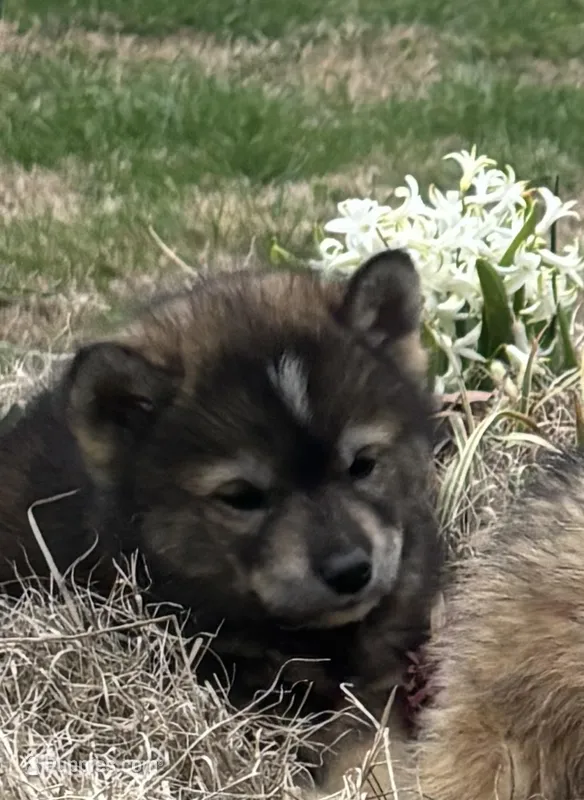 Monica – Siberian Husky puppy for sale in Rogersville, TN