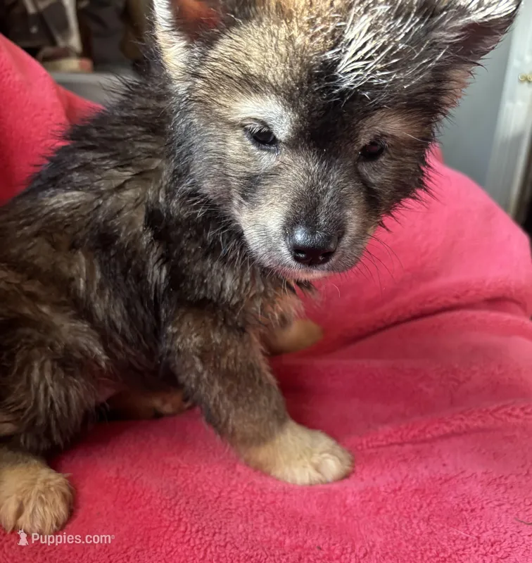 Monica – Siberian Husky puppy for sale in Rogersville, TN