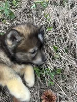 Monica, a female Siberian Husky for sale in Rogersville, TN – Photo 2 of 8