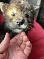 Monica, a female Siberian Husky for sale in Rogersville, TN – Photo 3 of 10