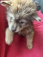 Monica, a female Siberian Husky for sale in Rogersville, TN – Photo 4 of 10