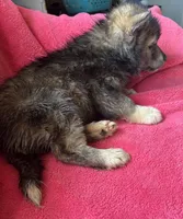 Monica, a female Siberian Husky for sale in Rogersville, TN – Photo 6 of 10