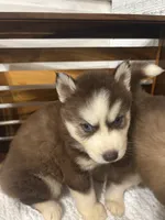 Prince Charming, a male Siberian Husky for sale in Rogersville, TN – 3 of 6