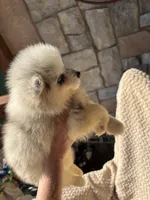 Ellee May, a female Pomsky for sale in Rogersville, TN – 3 of 8